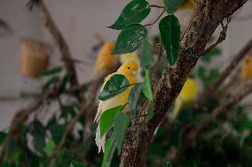 Alejandra Loera, Bird Rescuer In Mexico City