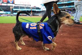 Bark In The Park At Citi Field