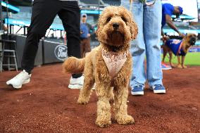 Bark In The Park At Citi Field