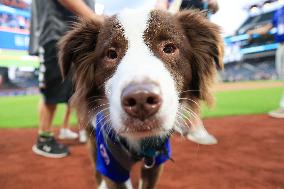 Bark In The Park At Citi Field