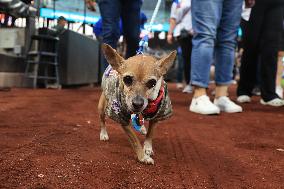 Bark In The Park At Citi Field