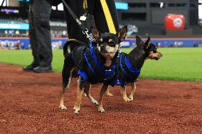 Bark In The Park At Citi Field