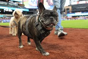 Bark In The Park At Citi Field