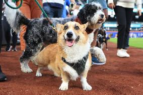 Bark In The Park At Citi Field