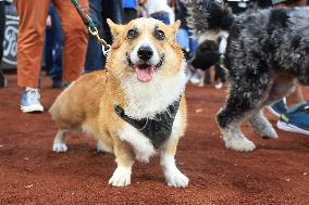 Bark In The Park At Citi Field