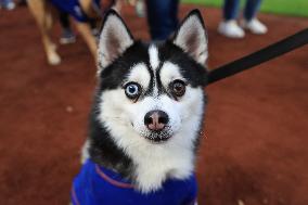 Bark In The Park At Citi Field