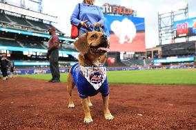 Bark In The Park At Citi Field