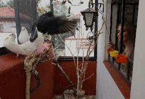 Alejandra Loera, Bird Rescuer In Mexico City