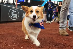 Bark In The Park At Citi Field