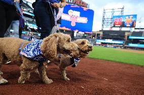 Bark In The Park At Citi Field