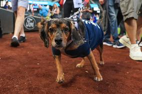 Bark In The Park At Citi Field