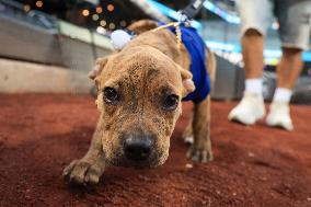 Bark In The Park At Citi Field