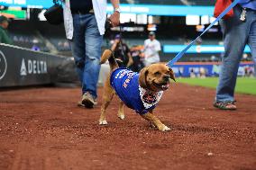 Bark In The Park At Citi Field