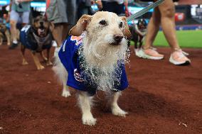 Bark In The Park At Citi Field