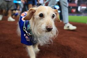 Bark In The Park At Citi Field