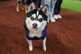 Bark In The Park At Citi Field