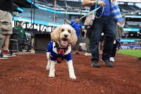 Bark In The Park At Citi Field