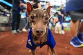 Bark In The Park At Citi Field