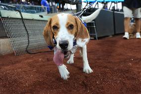 Bark In The Park At Citi Field