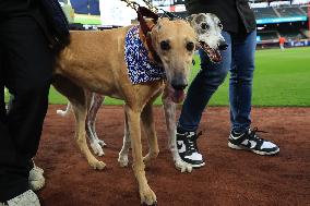 Bark In The Park At Citi Field