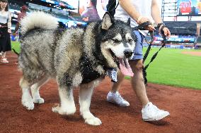 Bark In The Park At Citi Field