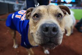 Bark In The Park At Citi Field