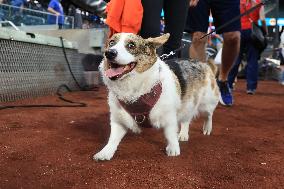 Bark In The Park At Citi Field