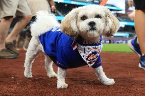 Bark In The Park At Citi Field