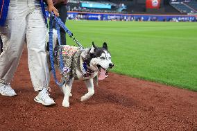 Bark In The Park At Citi Field