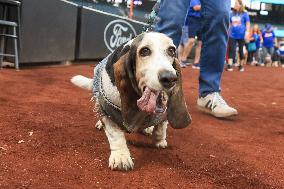 Bark In The Park At Citi Field