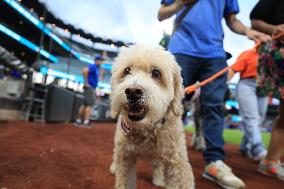 Bark In The Park At Citi Field