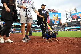 Bark In The Park At Citi Field