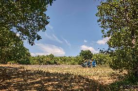 Lavandin Harvest - Alpes-de-Haute-Provence