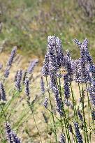 Lavandin Harvest - Alpes-de-Haute-Provence