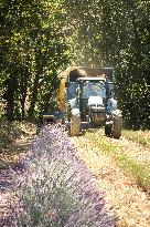 Lavandin Harvest - Alpes-de-Haute-Provence