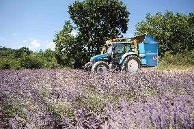 Lavandin Harvest - Alpes-de-Haute-Provence