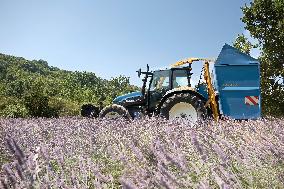 Lavandin Harvest - Alpes-de-Haute-Provence