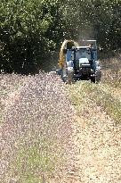 Lavandin Harvest - Alpes-de-Haute-Provence