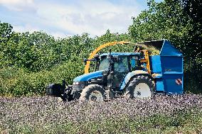 Lavandin Harvest - Alpes-de-Haute-Provence