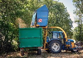 Lavandin Harvest - Alpes-de-Haute-Provence