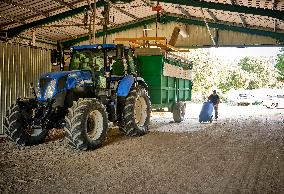 Lavandin Harvest - Alpes-de-Haute-Provence