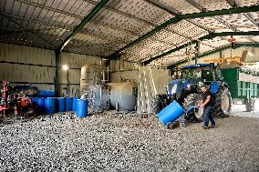 Lavandin Harvest - Alpes-de-Haute-Provence