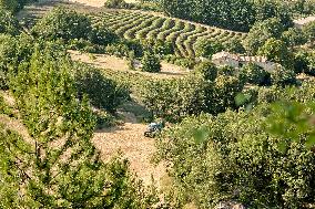 Lavandin Harvest - Alpes-de-Haute-Provence