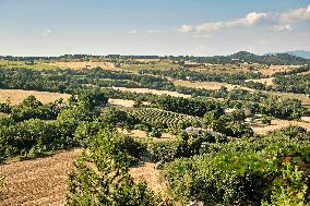 Lavandin Harvest - Alpes-de-Haute-Provence