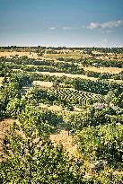 Lavandin Harvest - Alpes-de-Haute-Provence