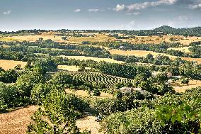 Lavandin Harvest - Alpes-de-Haute-Provence