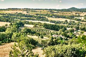 Lavandin Harvest - Alpes-de-Haute-Provence