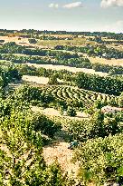 Lavandin Harvest - Alpes-de-Haute-Provence