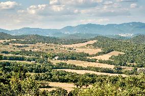 Lavandin Harvest - Alpes-de-Haute-Provence