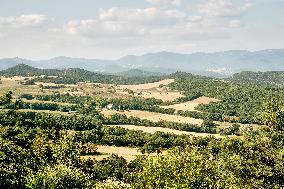 Lavandin Harvest - Alpes-de-Haute-Provence